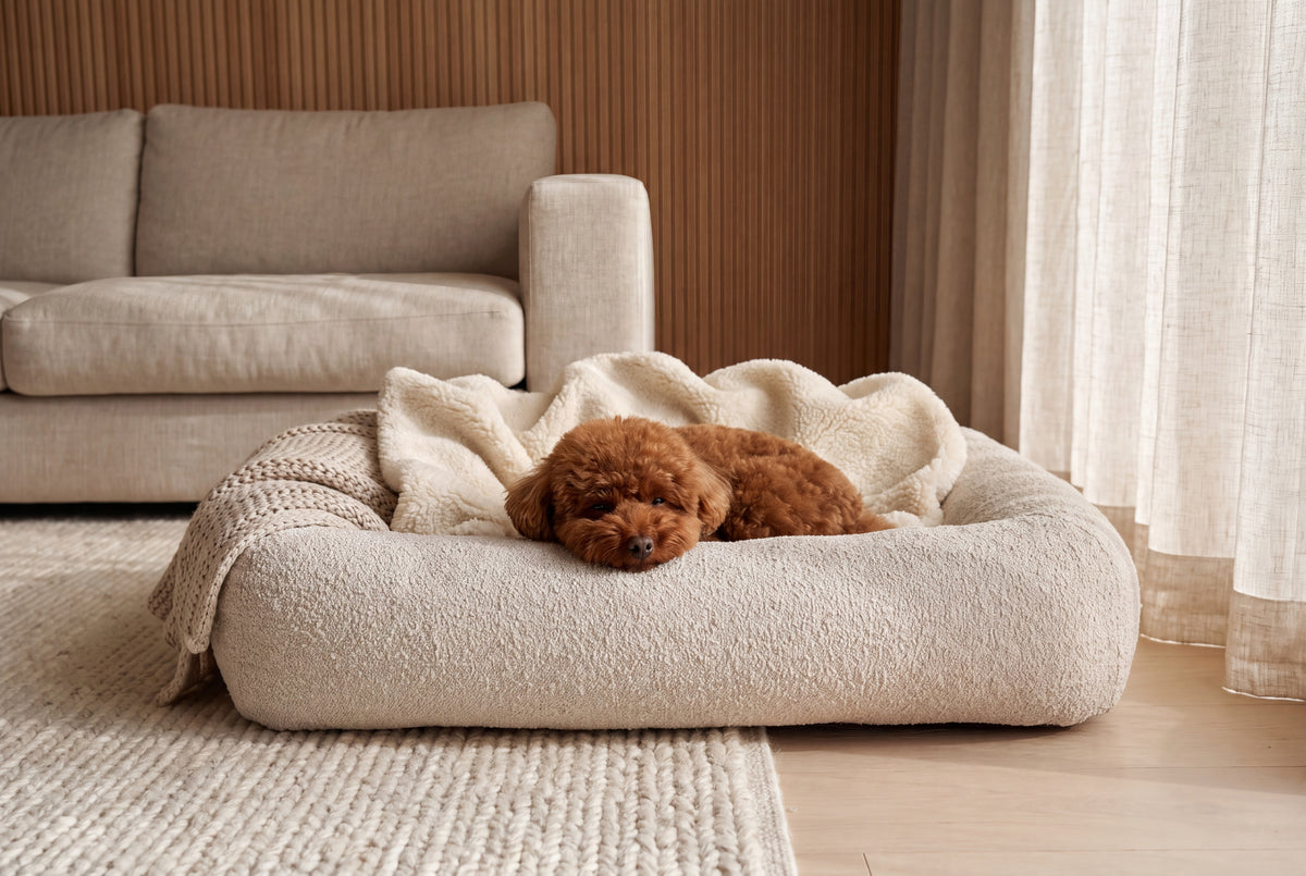 Luna curled up asleep in a cream dog bed