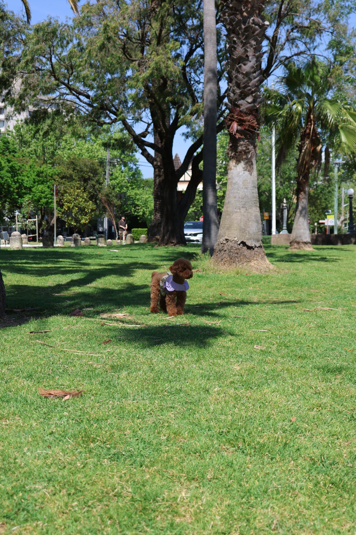 Luna on the grass in a leafy park